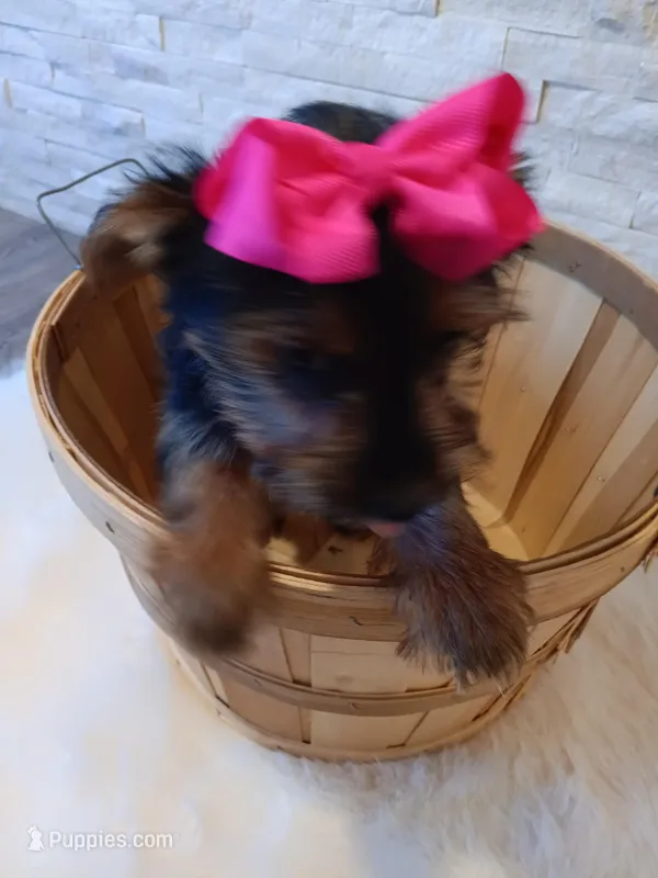 Coco Yorkie Microchip – Yorkshire Terrier puppy for sale in Schaumburg, IL