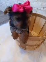 Coco Yorkie Microchip, a female Yorkshire Terrier for sale in Schaumburg, IL – Photo 7 of 10