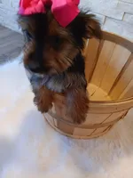 Coco Yorkie Microchip, a female Yorkshire Terrier for sale in Schaumburg, IL – Photo 6 of 10