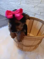 Coco Yorkie Microchip, a female Yorkshire Terrier for sale in Schaumburg, IL – Photo 9 of 10