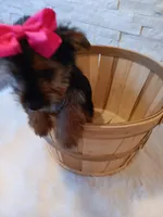 Coco Yorkie Microchip, a female Yorkshire Terrier for sale in Schaumburg, IL – Photo 4 of 10