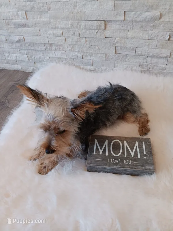 Full Akc Gabe Yorkie Microchip – Yorkshire Terrier puppy for sale in Schaumburg, IL