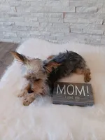 Full Akc Gabe Yorkie Microchip, a male Yorkshire Terrier for sale in Schaumburg, IL – 3 of 7