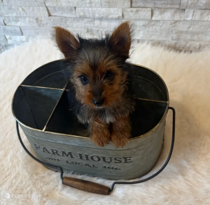 Full Akc Teacup Mia Microchip  – Yorkshire Terrier puppy for sale in Schaumburg, IL