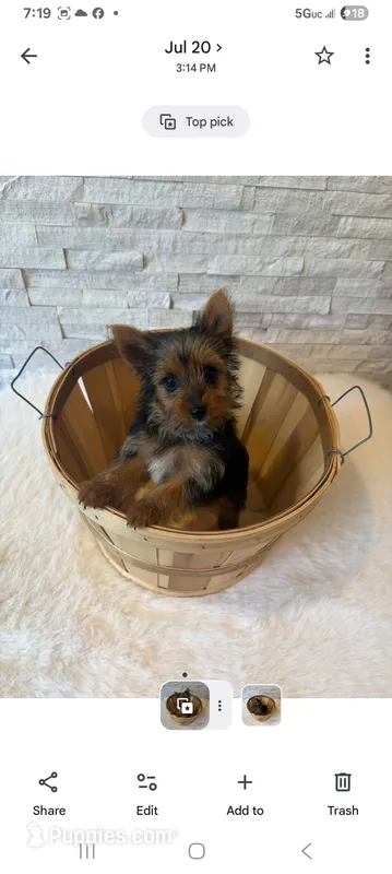 Full Akc Teacup Chloe  – Yorkshire Terrier puppy for sale in Schaumburg, IL