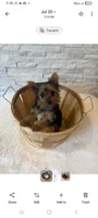 Full Akc Teacup Chloe , a female Yorkshire Terrier for sale in Schaumburg, IL – 4 of 10