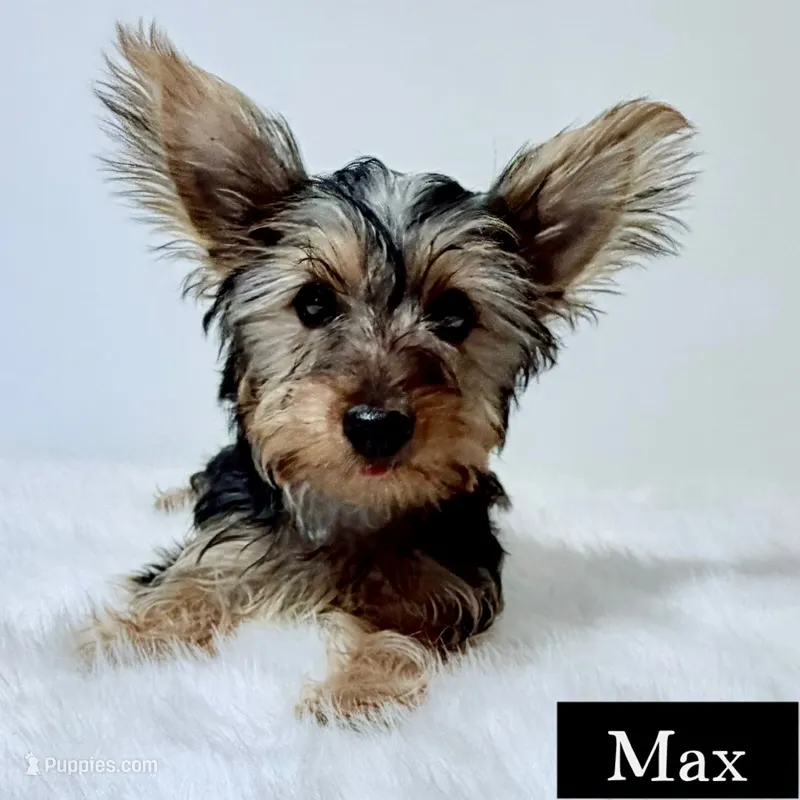 Full Akc Max – Yorkshire Terrier puppy for sale in Schaumburg, IL
