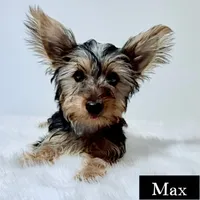 Full Akc Max, a male Yorkshire Terrier for sale in Schaumburg, IL – 1 of 1