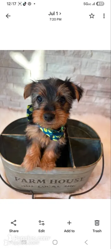 Full Akc Finn – Yorkshire Terrier puppy for sale in Schaumburg, IL