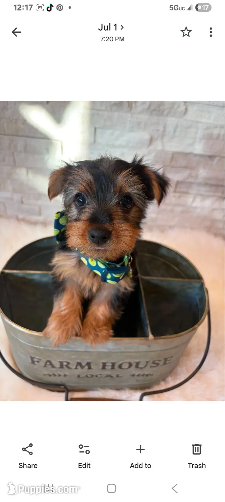 Full Akc Finn, a male Yorkshire Terrier for sale in Schaumburg, IL – 6 of 10