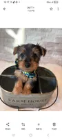 Full Akc Finn, a male Yorkshire Terrier for sale in Schaumburg, IL – 4 of 10