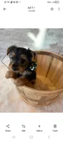Full Akc Finn, a male Yorkshire Terrier for sale in Schaumburg, IL – 7 of 10