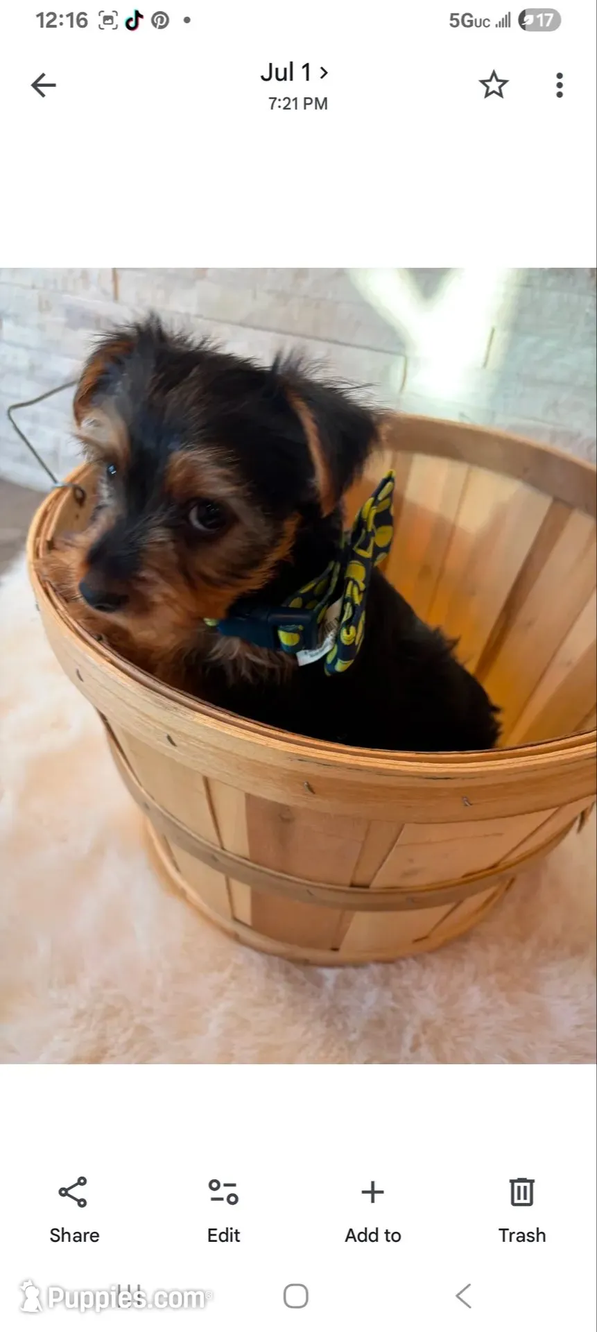 Full Akc Finn, a male Yorkshire Terrier for sale in Schaumburg, IL – 5 of 10