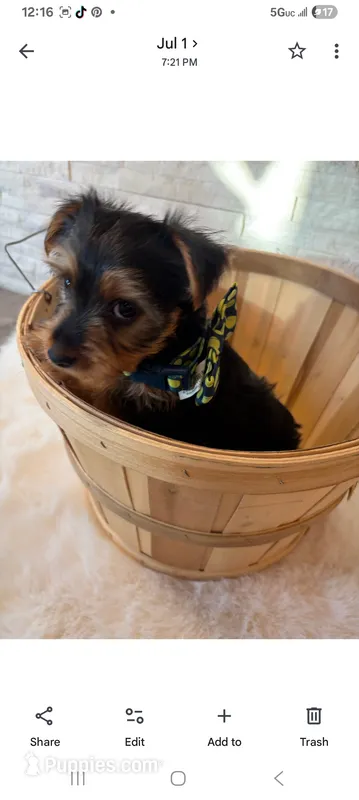 Full Akc Finn – Yorkshire Terrier puppy for sale in Schaumburg, IL