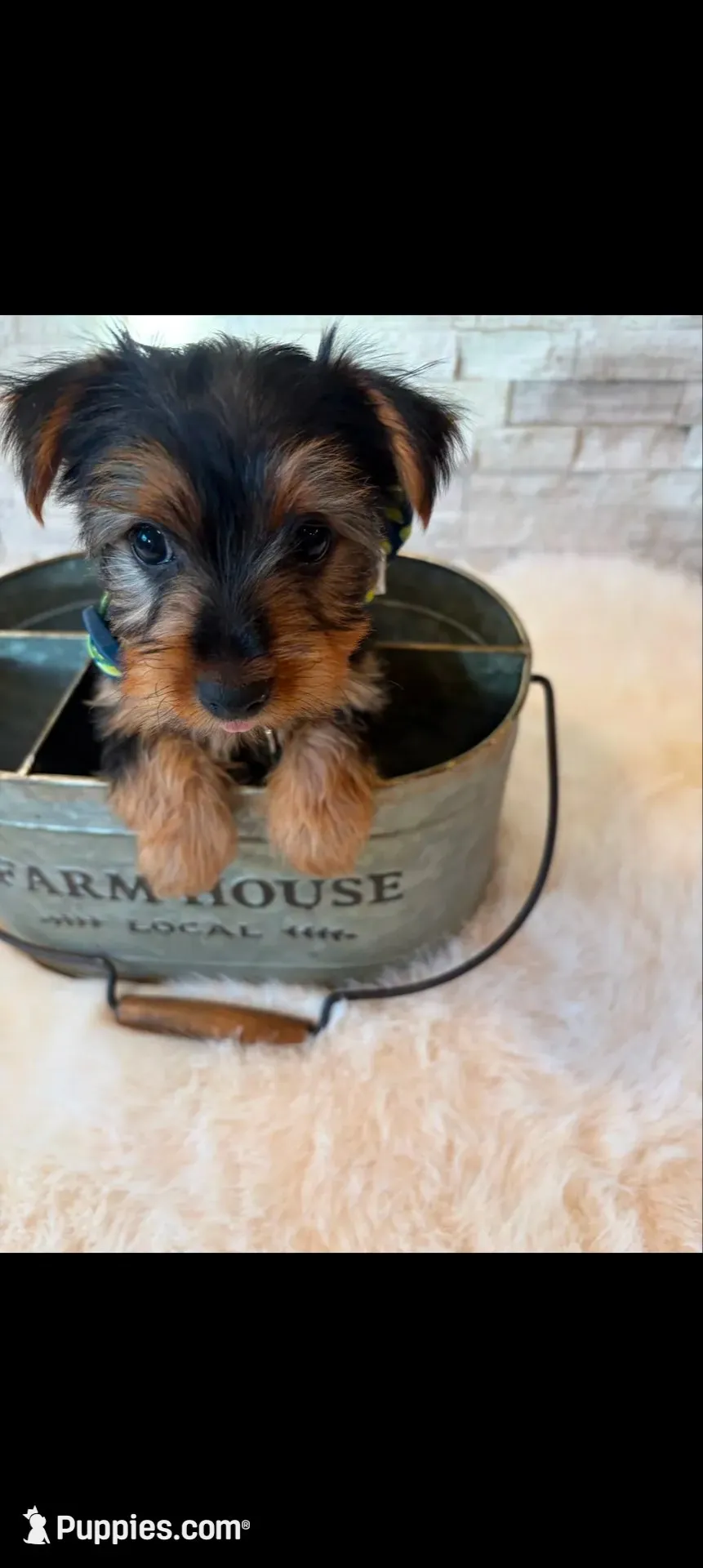 Full Akc Finn, a male Yorkshire Terrier for sale in Schaumburg, IL – 3 of 10