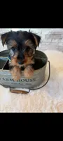 Full Akc Finn, a male Yorkshire Terrier for sale in Schaumburg, IL – 10 of 10