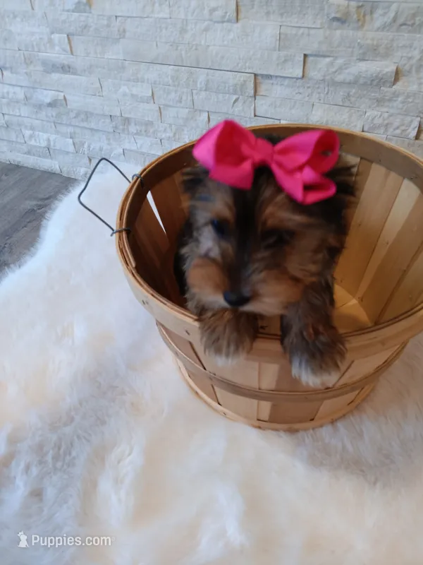 Bella Yorkie Microchip – Yorkshire Terrier puppy for sale in Schaumburg, IL