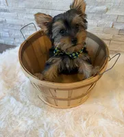 Full AKC Milo Yorkie Microchip, a male Yorkshire Terrier for sale in Schaumburg, IL – 9 of 10