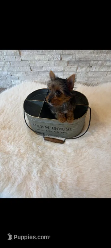 Full Akc Teacup Mia Microchip  – Yorkshire Terrier puppy for sale in Schaumburg, IL