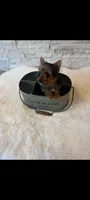 Full Akc Teacup Mia Microchip , a female Yorkshire Terrier for sale in Schaumburg, IL – 2 of 10