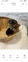 Full Akc Ace, a male Yorkshire Terrier for sale in Schaumburg, IL – 8 of 10