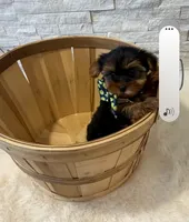Full Akc Bella Teacup , a female Yorkshire Terrier for sale in Schaumburg, IL – 9 of 9