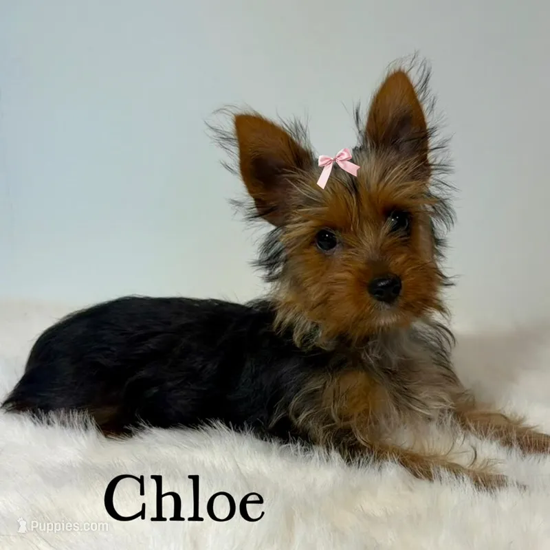 Full Akc Chloe  Microchip  – Yorkshire Terrier puppy for sale in Schaumburg, IL