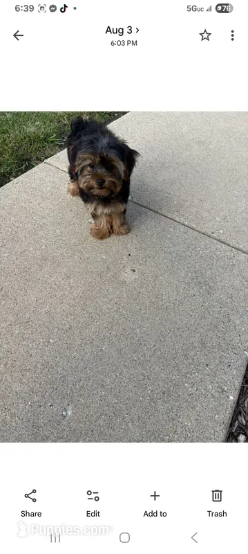 Full Akc Bella Microchip  – Yorkshire Terrier puppy for sale in Schaumburg, IL