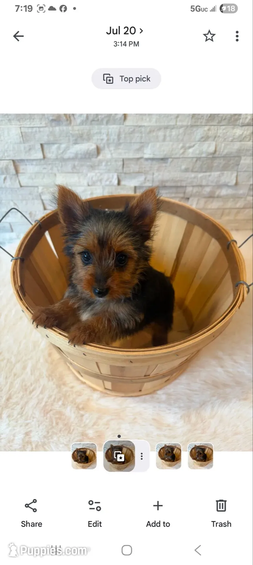 Full Akc Chloe  Microchip , a female Yorkshire Terrier for sale in Schaumburg, IL – 4 of 10