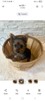 Full Akc Teacup Chloe , a female Yorkshire Terrier for sale in Schaumburg, IL – 7 of 10