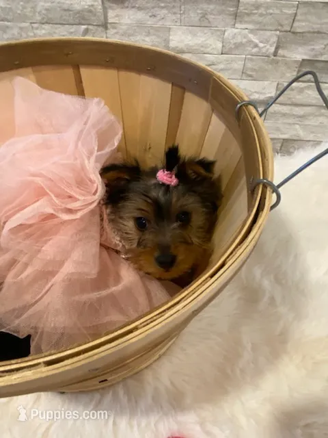 Full AKC Yorkie  Mia