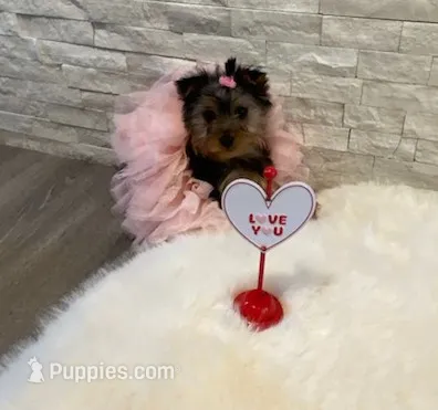 Full AKC Yorkie  Mia