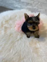 Full AKC Luna Microchip, a female Yorkshire Terrier for sale in Schaumburg, IL – Photo 8 of 10