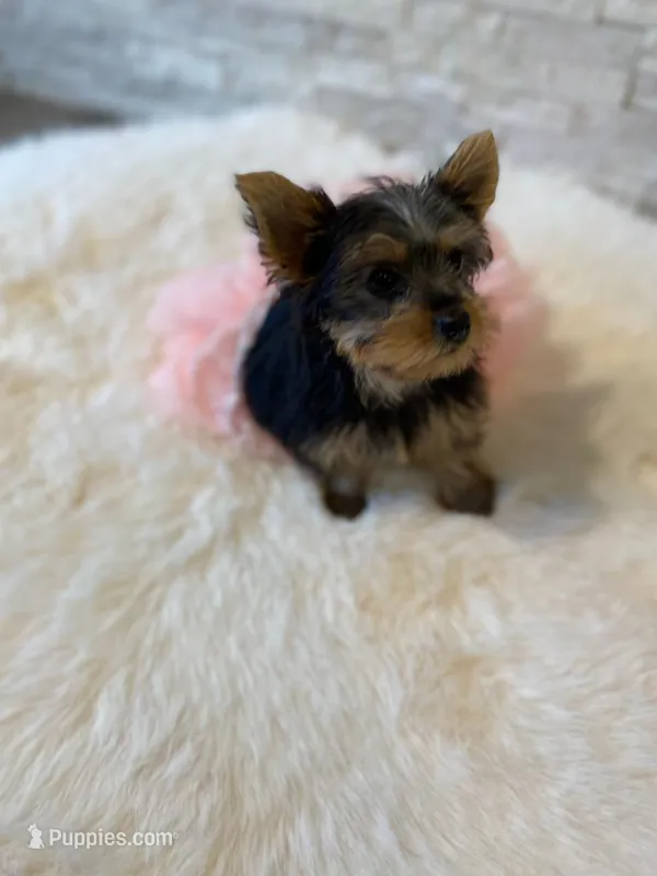 Full AKC Luna Microchip