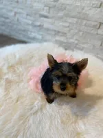 Full AKC Luna Microchip, a female Yorkshire Terrier for sale in Schaumburg, IL – Photo 9 of 10