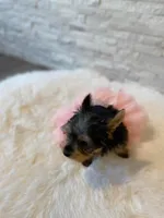 Full AKC Luna Microchip, a female Yorkshire Terrier for sale in Schaumburg, IL – Photo 10 of 10