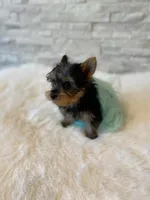 Full AKC Luna Microchip, a female Yorkshire Terrier for sale in Schaumburg, IL – Photo 3 of 10