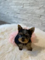 Full AKC Luna Microchip, a female Yorkshire Terrier for sale in Schaumburg, IL – Photo 2 of 10