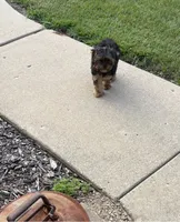Full Akc Bella Microchip , a female Yorkshire Terrier for sale in Schaumburg, IL – 4 of 8