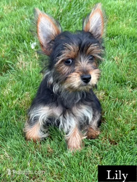Full Akc Lola Microchip  – Yorkshire Terrier puppy for sale in Schaumburg, IL