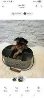 Full Akc Ace, a male Yorkshire Terrier for sale in Schaumburg, IL – 3 of 10