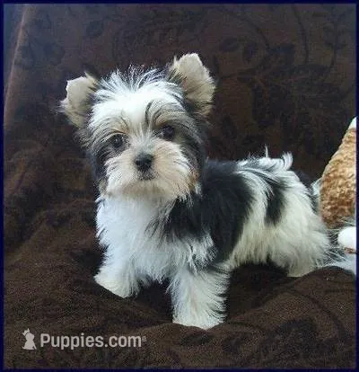 Full Akc Parti Yorkie Max TCup