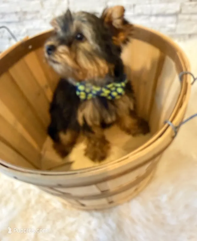 Full Akc Yorkie Buddy  Microchip – Yorkshire Terrier puppy for sale in Schaumburg, IL