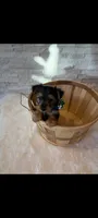 Full Akc Finn, a male Yorkshire Terrier for sale in Schaumburg, IL – 8 of 10