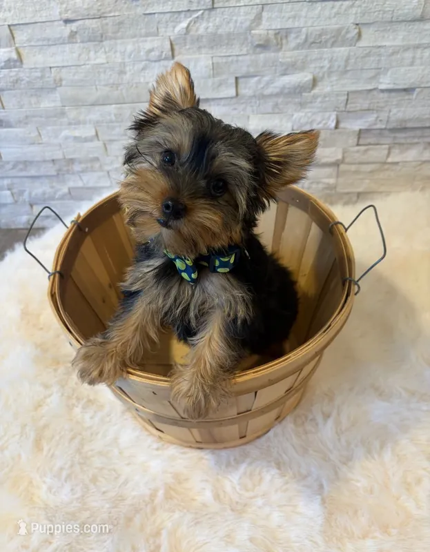 Full AKC Milo Yorkie Microchip – Yorkshire Terrier puppy for sale in Schaumburg, IL
