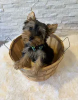 Full AKC Milo Yorkie Microchip, a male Yorkshire Terrier for sale in Schaumburg, IL – 1 of 10