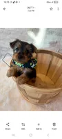 Full Akc Finn, a male Yorkshire Terrier for sale in Schaumburg, IL – 5 of 10