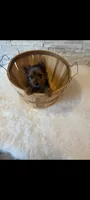 Full Akc Teacup Mia Microchip , a female Yorkshire Terrier for sale in Schaumburg, IL – 10 of 10