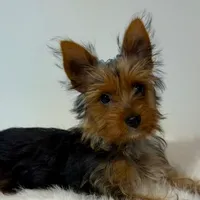 Full Akc Teacup Chloe   2.4, a female Yorkshire Terrier for sale in Schaumburg, IL – 2 of 2
