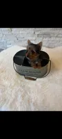 Full Akc Yorkie  Mia, a female Yorkshire Terrier for sale in Schaumburg, IL – 8 of 10
